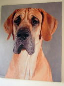 Private commision of a 17 month old Great Dane.